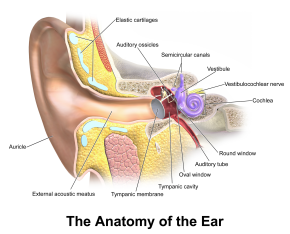 Labelled cross-section diagram of the human ear, showing the outer ear, ear canal, eardrum, middle ear and inner ear