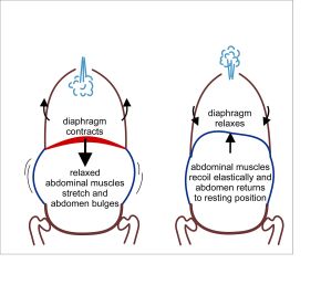 Two simple outline diagrams of the chest and abdomen, labelled to show the diaphragm contracting and then relaxing