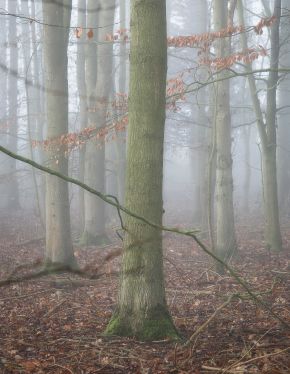 Tall tree trunks in a misty woodland with fallen brown leaves on the ground